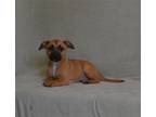 Adopt ARCHIE a Tan/Yellow/Fawn Labrador Retriever / Mixed dog in Oroville