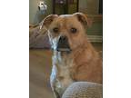 Adopt Belle a Boxer / Mixed Breed (Medium) / Mixed dog in Carthage