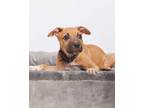 Adopt Colby a Tan/Yellow/Fawn Boxer / Terrier (Unknown Type