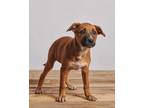 Adopt Brie a Tan/Yellow/Fawn Boxer / Terrier (Unknown Type