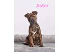 Adopt Aster a Black - with White Pit Bull Terrier / Terrier (Unknown Type