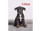 Adopt Lotus a Black Pit Bull Terrier / Terrier (Unknown Type