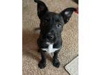 Adopt Amaryllis a Black - with White Pit Bull Terrier / Terrier (Unknown Type