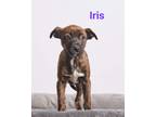 Adopt Iris a Black - with White Pit Bull Terrier / Terrier (Unknown Type