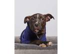 Adopt Gerald a Black - with White American Pit Bull Terrier / Mixed dog in