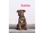 Adopt Dahlia a Black - with White Pit Bull Terrier / Terrier (Unknown Type
