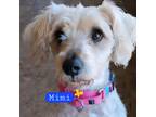 Adopt Mimi a Gray/Silver/Salt & Pepper - with White Poodle (Miniature) /