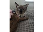 Adopt TigerLilly a Gray or Blue Siamese (medium coat) cat in Bradenton