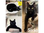 Adopt Socks a All Black Domestic Shorthair / Domestic Shorthair / Mixed cat in