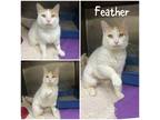 Adopt Feather a White Domestic Shorthair / Mixed Breed (Medium) / Mixed (short