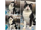 Adopt Oreo a All Black Domestic Shorthair / Domestic Shorthair / Mixed cat in