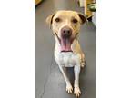 Adopt 24-04-1129 Torro a Pit Bull Terrier / Mixed dog in Dallas, GA (41209741)