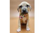 Adopt Didi a Tan/Yellow/Fawn Mixed Breed (Large) / Mixed dog in Phenix City