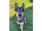 Adopt Sam a Black - with Brown, Red, Golden, Orange or Chestnut German Shepherd