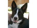 Adopt Sweetie Pie a Black - with White Border Collie / Mixed dog in Las Cruces