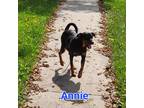 Adopt Annie a Tricolor (Tan/Brown & Black & White) Labrador Retriever /