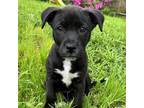 Adopt Sugar Cookie a Black Labrador Retriever / Mixed dog in Atlanta
