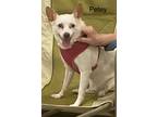 Adopt Petey #1 a Tan/Yellow/Fawn Jack Russell Terrier / Mixed Breed (Medium) /