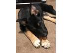 Adopt Hudson a Black - with Tan, Yellow or Fawn German Shepherd Dog / Husky /