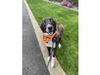 Adopt Wrangler a Brown/Chocolate - with White Border Collie / Mixed dog in
