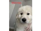 Adopt Winnie a White Great Pyrenees / Anatolian Shepherd / Mixed dog in Dallas