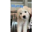 Adopt Murray a White Great Pyrenees / Anatolian Shepherd / Mixed dog in Dallas