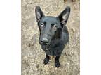 Adopt Nox a Black German Shepherd Dog / Mixed dog in Niagara Falls