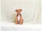 Adopt SANTIAGO a Red/Golden/Orange/Chestnut Labrador Retriever / Mixed dog in