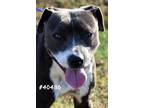 Adopt Diamond a Gray/Silver/Salt & Pepper - with White Pit Bull Terrier / Mixed