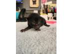 Adopt Wells a All Black Domestic Shorthair / Mixed Breed (Medium) / Mixed (short