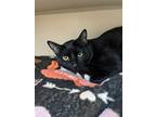 Adopt Karma a All Black Domestic Shorthair / Domestic Shorthair / Mixed cat in