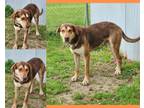 Adopt Bigfoot a Tan/Yellow/Fawn Coonhound / Mixed dog in St.
