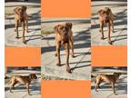Adopt Keggar a Brown/Chocolate Labrador Retriever / Mixed Breed (Medium) / Mixed