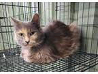 Adopt Chamomile a Gray or Blue Domestic Shorthair / Domestic Shorthair / Mixed