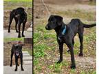 Adopt Irish a Black Labrador Retriever / Mixed Breed (Medium) / Mixed (short