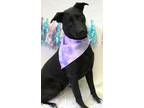 Adopt Delta a Black Mixed Breed (Small) / Mixed Breed (Medium) / Mixed (short