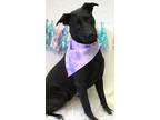 Adopt Delta a Black Mixed Breed (Large) / Mixed dog in Hamilton, OH (40722091)