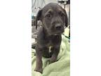 Adopt 161025 a Black Terrier (Unknown Type, Medium) / Mixed Breed (Medium) /