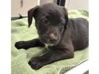 Adopt 161024 a Black Terrier (Unknown Type, Medium) / Mixed Breed (Medium) /