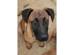 Adopt Brody a Brown/Chocolate - with Black Black Mouth Cur / Mixed dog in