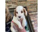 Cocker Spaniel Puppy for sale in Fyffe, AL, USA