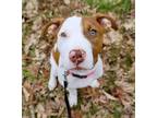 Adopt Millie a Red/Golden/Orange/Chestnut - with White Pit Bull Terrier / Mixed