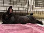 Adopt Shadow a Black Satin / Mixed (short coat) rabbit in Lorton, VA (40856430)