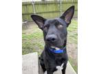 Adopt Harvey a Black German Shepherd Dog / Australian Kelpie / Mixed dog in