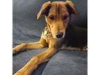 Adopt Eli a Tan/Yellow/Fawn Australian Kelpie / Hound (Unknown Type) / Mixed dog