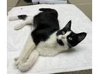 Adopt Minx a All Black Domestic Shorthair / Domestic Shorthair / Mixed cat in