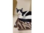 Adopt Sybil (Petsmart) a All Black Domestic Shorthair / Mixed Breed (Medium) /