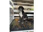 Adopt Georgie a Black Australian Cattle Dog / Mixed dog in Huntsville