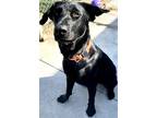 Adopt Diesel a Black Labrador Retriever / Mixed Breed (Medium) / Mixed (short