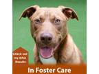Adopt Emilio a Red/Golden/Orange/Chestnut Labrador Retriever / Pit Bull Terrier